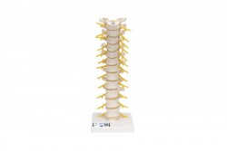 Model kręgosłupa piersiowego człowieka - 3B Smart Anatomy - 1000145 [A73]